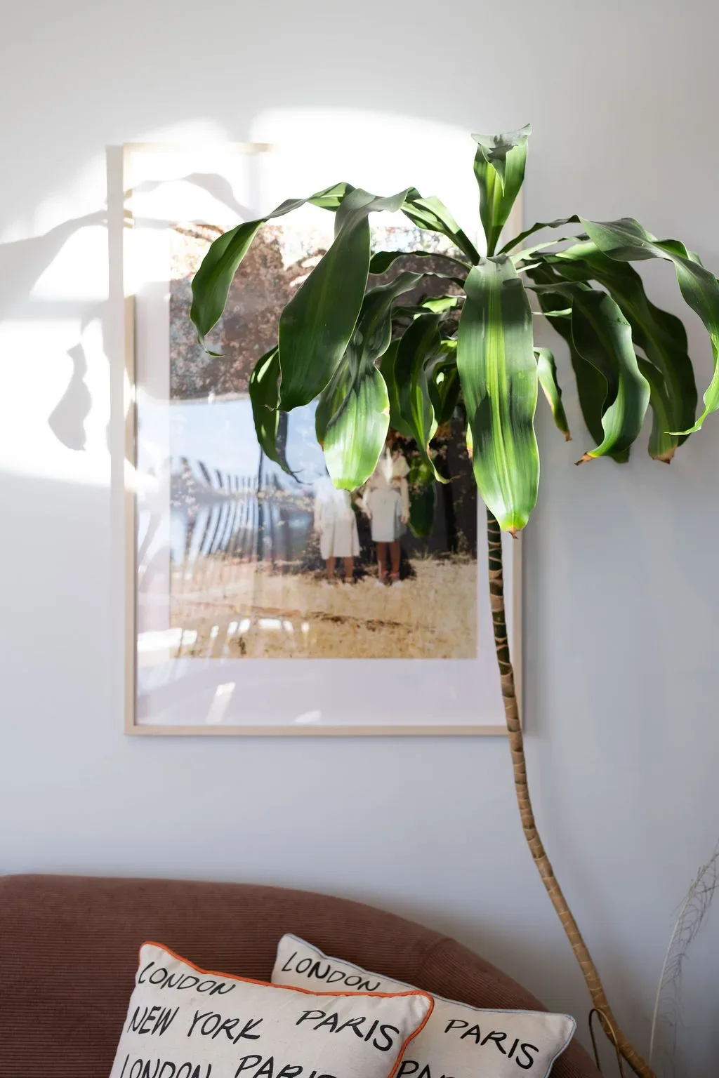 A calm living-room corner with a tall leafy plant, a brown sofa with cream cushions, and a framed photograph on a pale wall, with sunlight casting leaf shadows.
